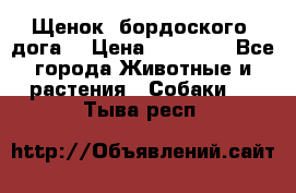 Щенок  бордоского  дога. › Цена ­ 60 000 - Все города Животные и растения » Собаки   . Тыва респ.